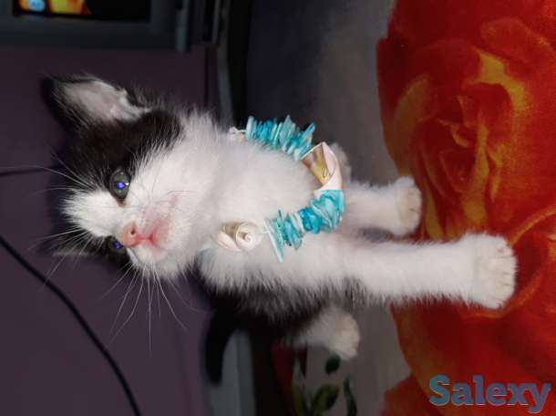 Отдам котят в добрые руки, фотография 3