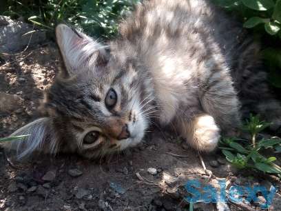 Отдам котят, фотография 3