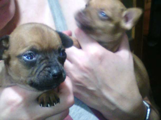 собачку срочно, фотография 5