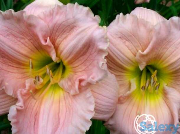 Лилейник Барбара Митчелл, фотография 1