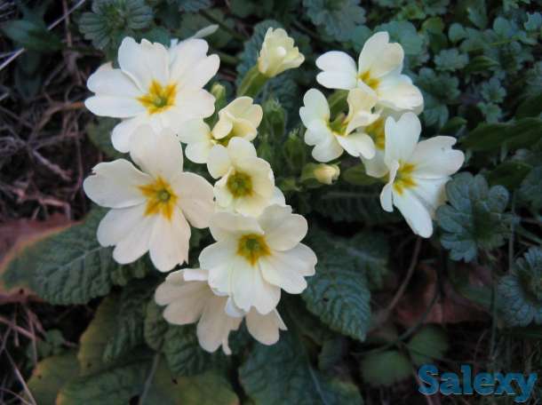 Продам примулу садовую в ассортименте. При покупке 4 штук 1 в подарок, фотография 3