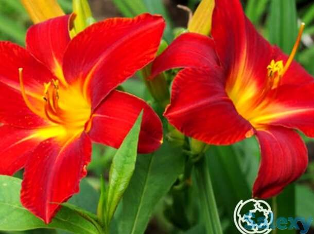 Лилейник Анзак, фотография 1