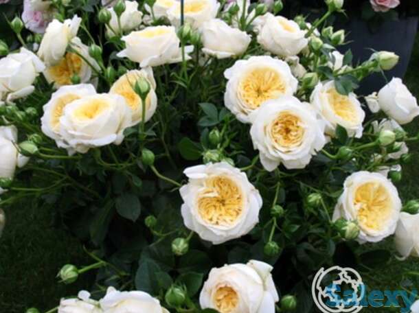 Роза патриция кент, харкнесс, фотография 1