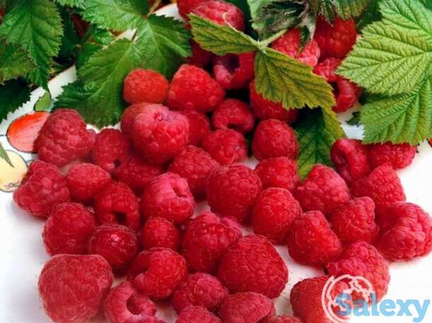 Малина Барнаульская, фотография 1