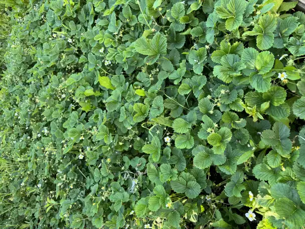 Прлдам или меняю дом в с.Мартук, фотография 10