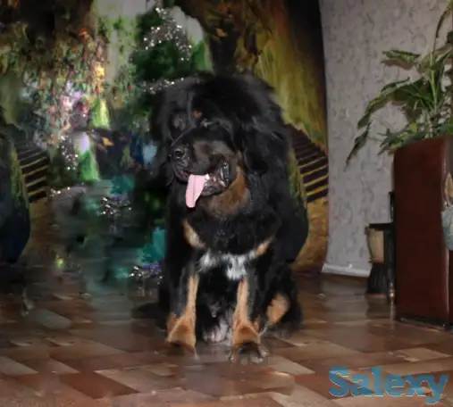 Продам щенков тибетский мастиф, фотография 7