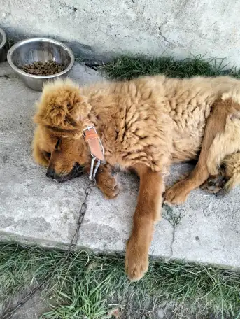 Собачьи царь! Тибетский мастиф! Гордость хозяев!, фотография 5