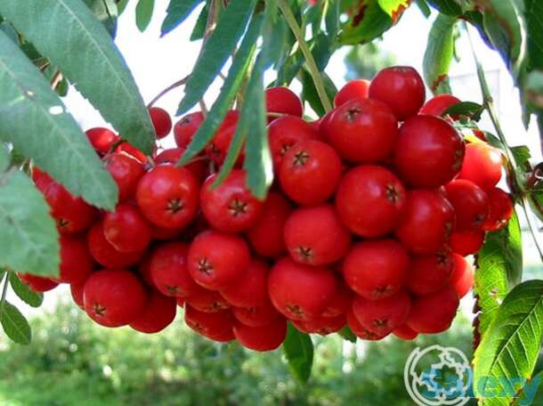 Рябина Моравская, фотография 1