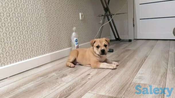 Продается питбуль щенок(мальчик), фотография 1