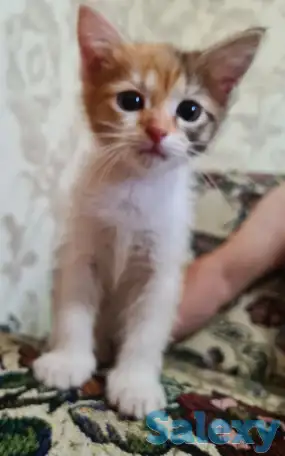 Милый котенок ищет хозяина, фотография 2