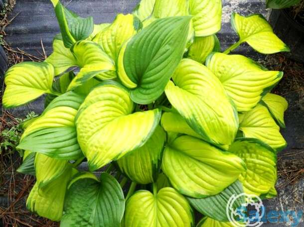 Хоста Стеэнд Гласс (M), фотография 1