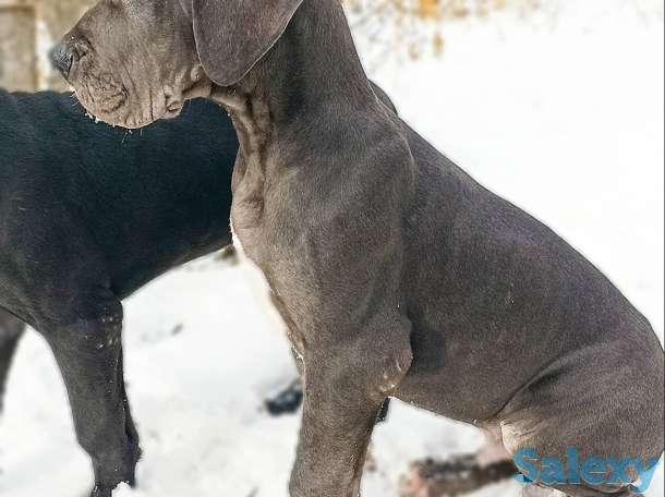 Продам щенков немецкого дога, фотография 8