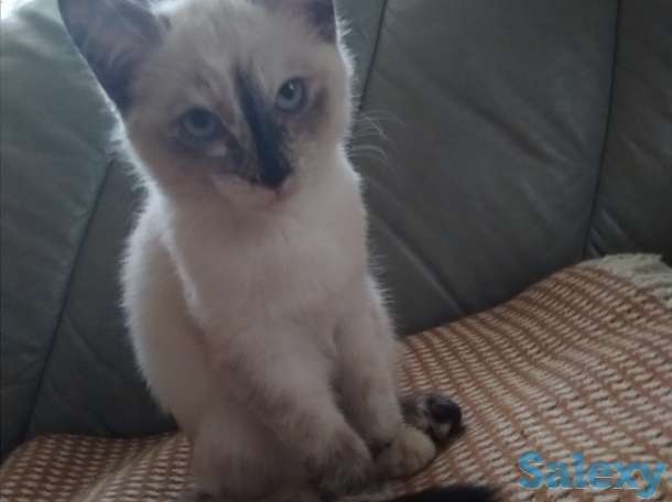 Отдам в добрые руки, фотография 1