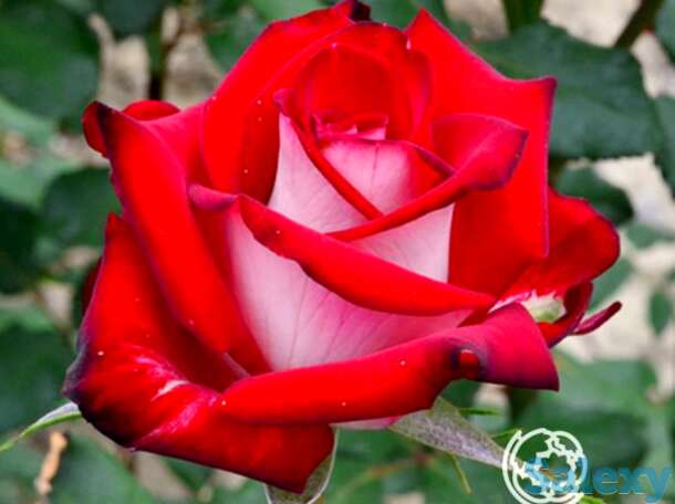 Роза осирия, кордес, фотография 1