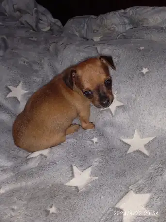 Продается щенок той терьера, фотография 3