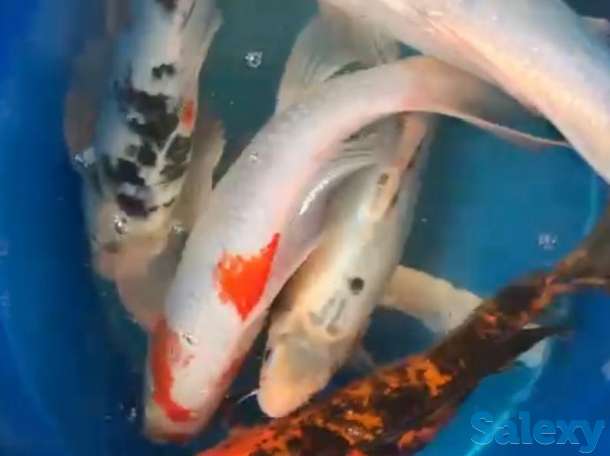 Карпы коя- питомник, фотография 6