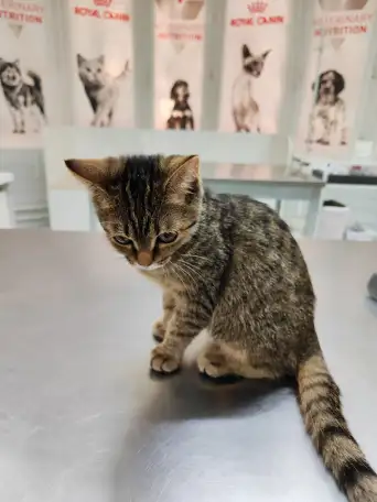 Отдам котенка в добрые руки!, фотография 2