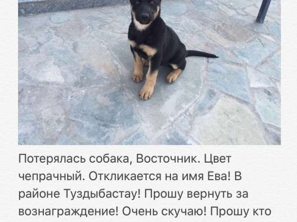 Пропал щенок вео! 6 месяцев!, фотография 1