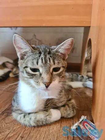 Ищу хозяина для кошечки, фотография 2