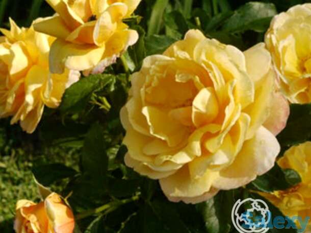 Роза солей вертикаль клим, дельбар, фотография 1