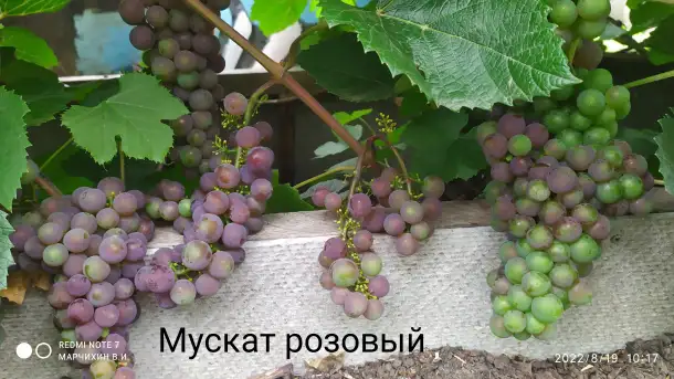 Продам саженцы винограда, фотография 6