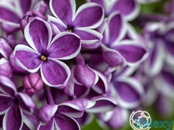 Сирень сенсация, фотография 1