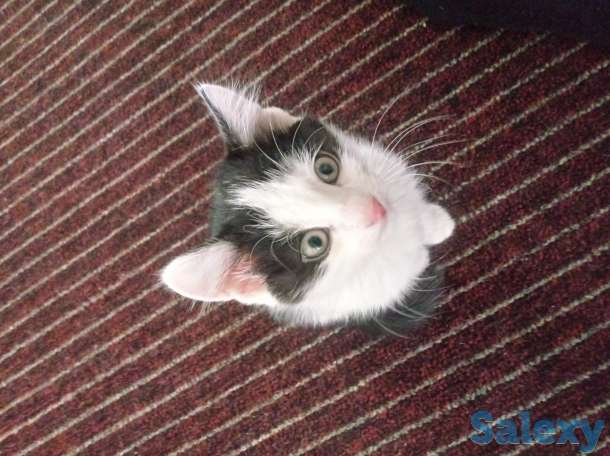 Отдам котят, фотография 1