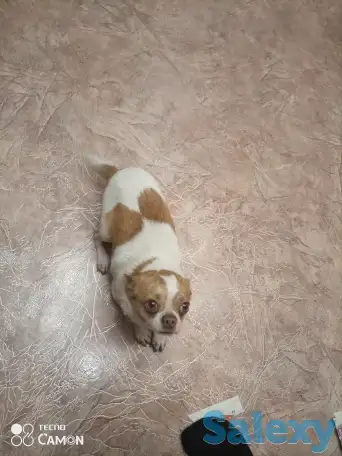 Продаются собаки породы Чихуа,с отличной родословной, фотография 1