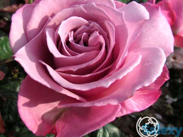 Роза сильвер шадоу, фрайер, фотография 1