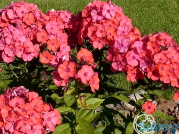 Флокс метельчатый Оранж Перфекшион, фотография 1