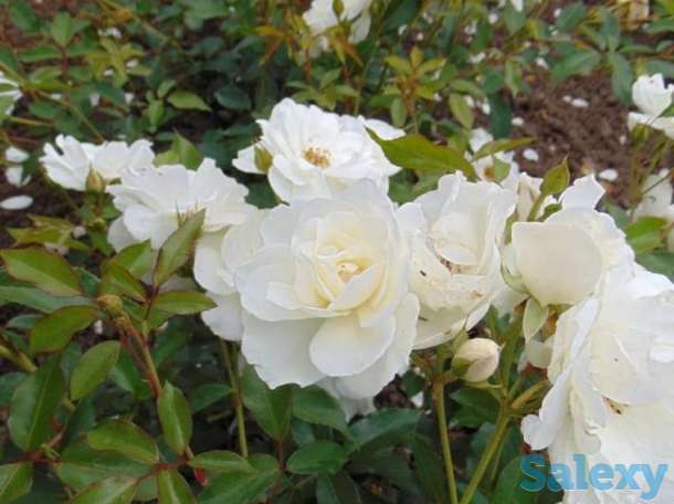 Саженец розы вьющейся и плетистой Сербия, фотография 5