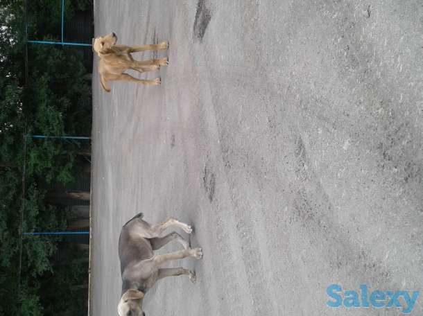 Отдам щенков, фотография 3