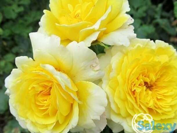 Роза зе сан энд зе харт, харкнесс, фотография 1