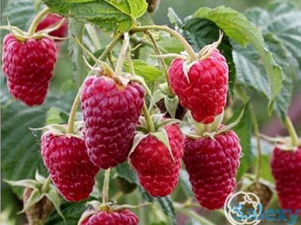 Малина ремонтантная Карамелька, фотография 1