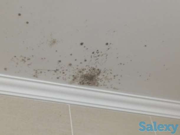 Устранение плесени, грибка и мха, фотография 4