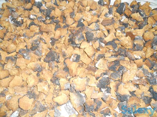 продам чагу, фотография 1