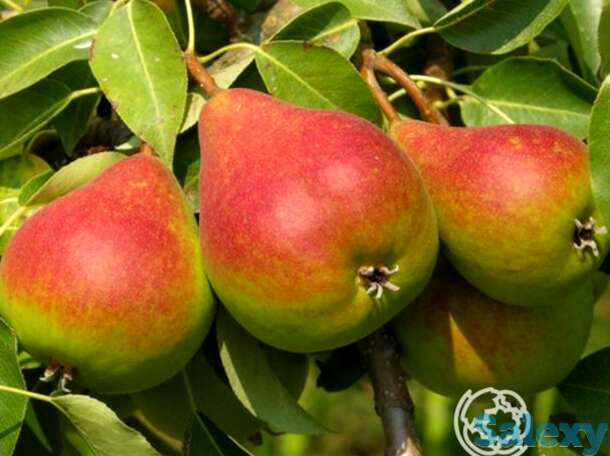 Груша краснобокая, фотография 1
