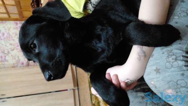 Продам щенков лабрадора ретривера, фотография 1