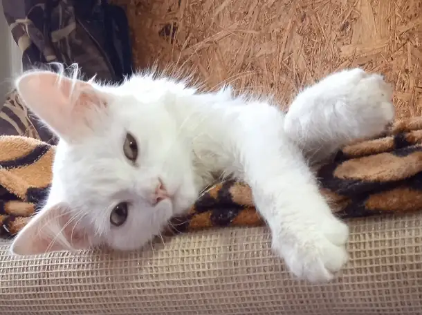 Отдам котенка мальчика в добрые руки, фотография 3