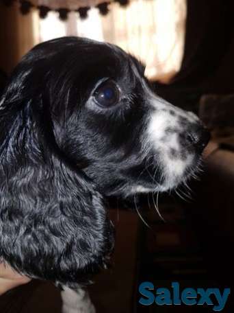 Щенки Русского охотничьего спаниеля, фотография 1