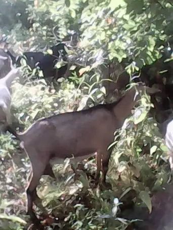 Продам стадо коз 82 головы, фотография 8