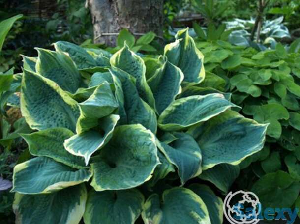 Хоста Пайзаз (SM), фотография 1