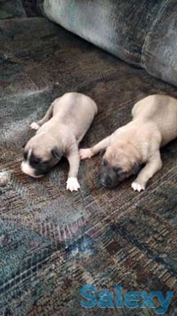 Щенки питбуль, фотография 1