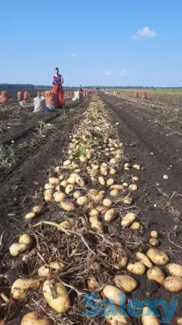Картофель (товарной группы), фотография 3