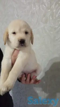Продаются щенки Лабрадор ретривер, фотография 8