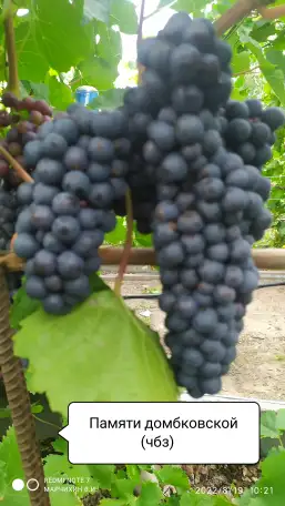 Продам саженцы винограда, фотография 9