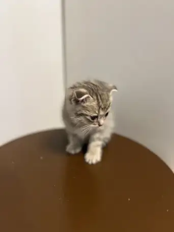 Шотландский вислоухий котенок, фотография 1