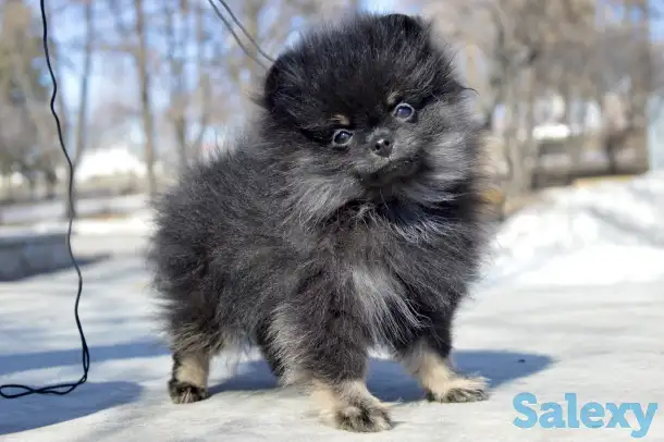 Щенки померанского шпица, фотография 1