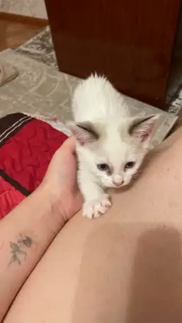 Отдам котят в хорошие руки, фотография 8