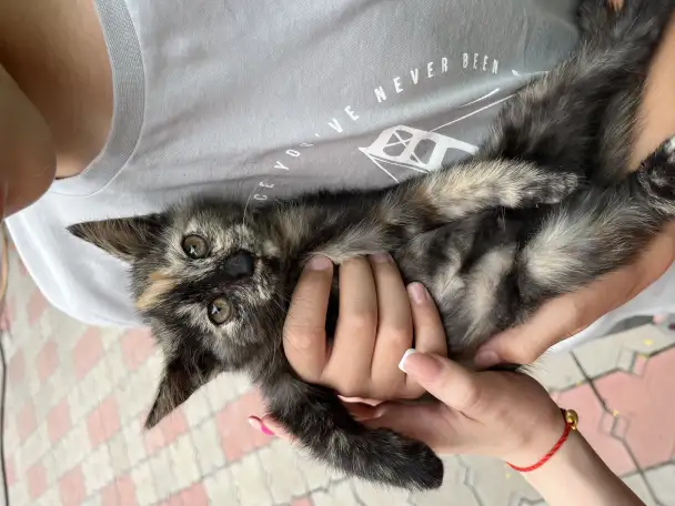 Отдам 1.5месячных котят в добрые руки, фотография 3